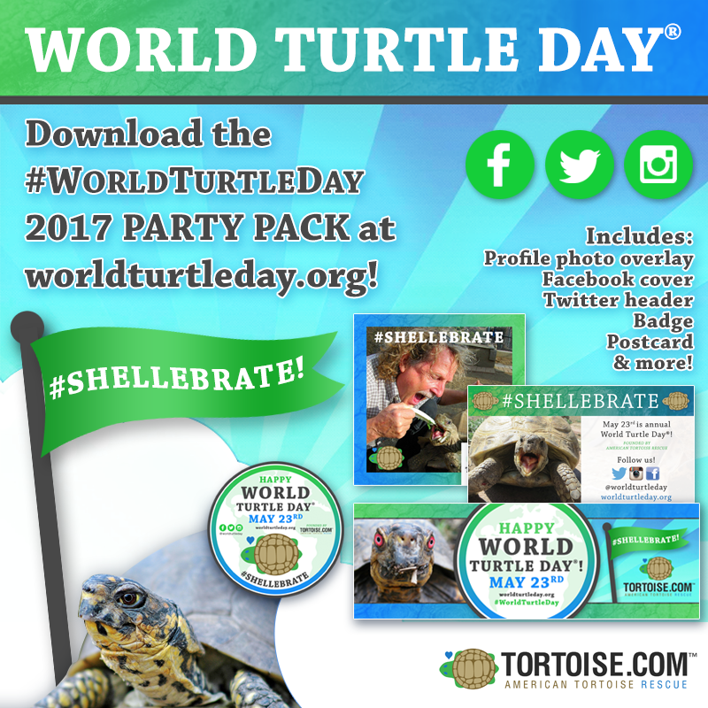Shellebrate World Turtle Day Happy World Turtle Day May 23