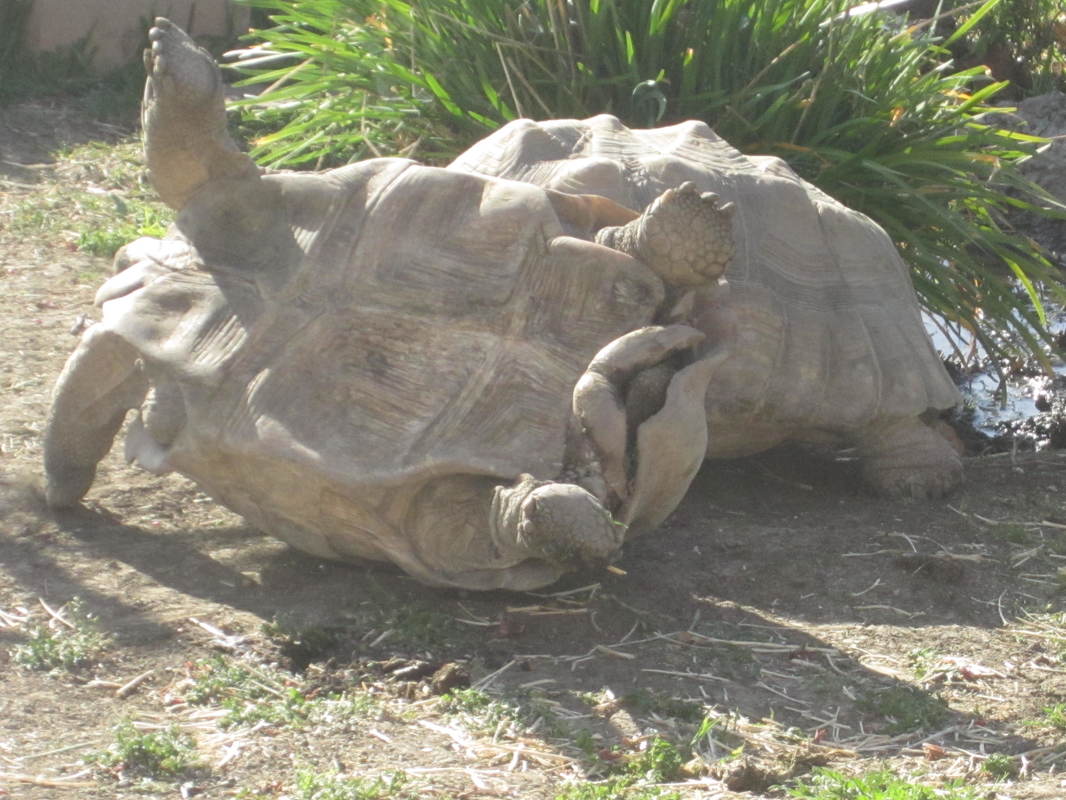 Blog On Sulcata Tortoise Hatchling And Mediterranean Tortoises,Coin Shops In Tucson